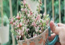 新换盆的雅乐能晒太阳吗？