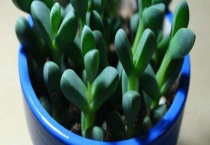 鹿角海棠皱了怎么办？鹿角海棠怎么养殖好