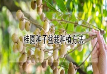 桂圆种子盆栽种植多久？