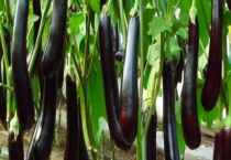 冻了的茄子还能不能吃 茄子冻了有哪些变化