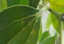 植物叶子生虫怎么办？附常见虫害处理多久？
