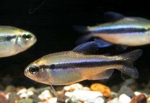 鱼吃多了翻肚子怎么办？