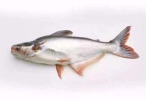 巴沙鱼有没有刺