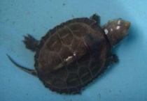 中华草龟是保护动物吗？