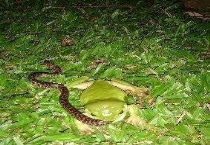 青蛙吃龙虾苗吗？