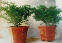 矮紫杉盆景怎么样