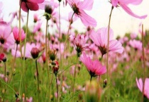 蜜源植物 常见的有哪些？