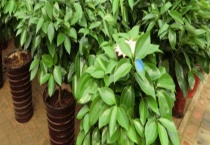 平安树会开花吗？附生长习性和养护多久？