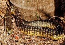 虎蛇种类有哪些 不同种类的外形特征不同