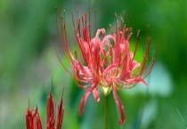 彼岸花和换锦的区别？