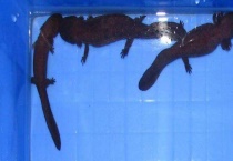 大鲵苗种质量鉴别技术 附大鲵苗种规格