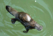 鸭嘴兽是哺乳动物吗 是胎生还是卵生