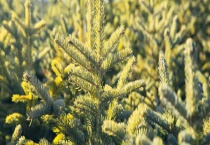 杉树和松树的区别？