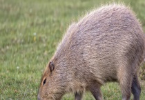 黑豚养殖有哪些优势 附黑豚养殖的几个问题说明