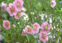 木槿花有毒吗？