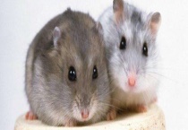 仓鼠寿命一般多少年 影响其寿命的因素有哪些？