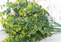 尤加利叶可以水养吗？