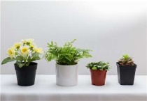 养花用磷钾氮肥有哪些？