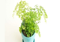 铁线蕨叶子发黄怎么办 发黄原因是什么？