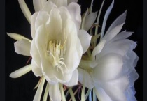 昙花为什么晚上开？怎样养殖好