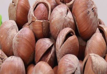 东北榛子的成熟时间 如何进行采收