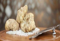 白松露能不能种植 附生长习性