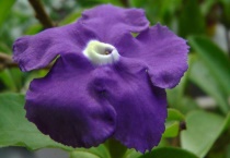 法国香水茉莉有毒吗？