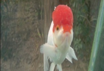 鹦鹉鱼常见病的治疗方法 附病态表现