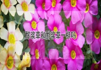 醡浆草和酢浆草一样吗？