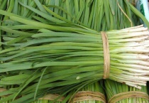 4月份种什么青菜