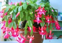 蟹爪兰怎么不开花