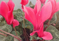 仙鹤来花有毒吗？