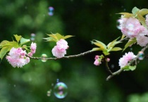 早樱和晚樱的开花时间