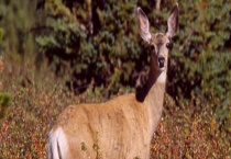 狍子属于几级保护动物 允许人工养殖吗？