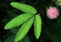 含羞草怎么不开花