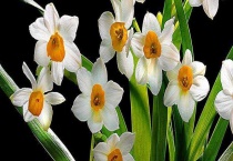 怎样让水仙花的叶子打卷 附注意事项