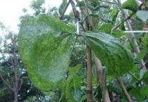 豆角叶子卷曲用什么药