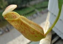 什么是诺斯猪笼草