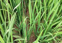 水胺硫磷残留期一般多长 水胺硫磷有什么用途