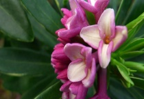 瑞香根茎黑了怎么多久？