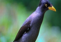 什么虫子会让八哥鸟吃了之后长的快 八哥爱不爱吃米和面包