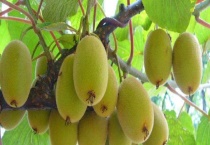 猕猴桃北方可以种吗？