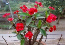 虎刺梅水泡几天生根