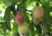 百香果僵苗怎么办？