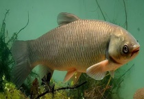 草鱼钓法和技巧大全 详细如下