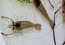 河虾的繁殖方式 附河虾养殖条件要求