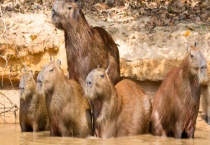 黑豚的营养价值 附黑豚的饲养多久？