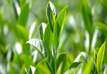 土茶是什么茶 经常喝茶水有哪些好处