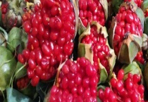 重楼种子价格及种植方法 附病虫防治