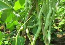 芸豆从种到收多少天